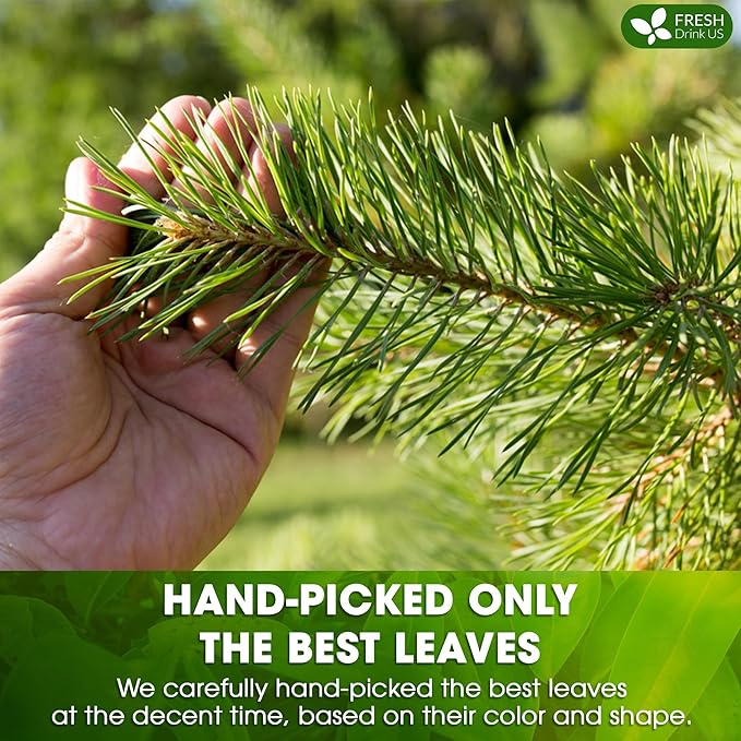 FreshDrinkUS, Pine Needle Tea Bags β 75 Tea Bags, Naturally Caffeine-Free, Refreshing Herbal Tea, Wild-Harvested Pine Leaves, Aromatic and Soothing β Non-GMO & Eco-Friendly Packaging