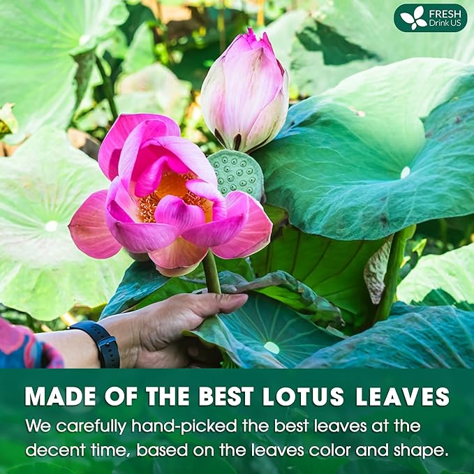 FreshDrinkUS, Premium 30 Lotus Leaf Tea Bags, 100% Natural & Pure from Lotus Leaves. Loose Leaf Lotus Herbal Tea. Made with Eco-Conscious Tea Bags. No Sugar, No Caffeine, No Gluten, Vegan.
