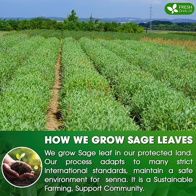 FreshDrinkUS, Premium 15 Sage Leaf Tea Bags, 100% Natural & Pure from Sage Leaves. Loose Leaf Sage Herbal Tea. Made with Natural Material Tea Bags. No Sugar, No Caffeine, No Gluten, Vegan.