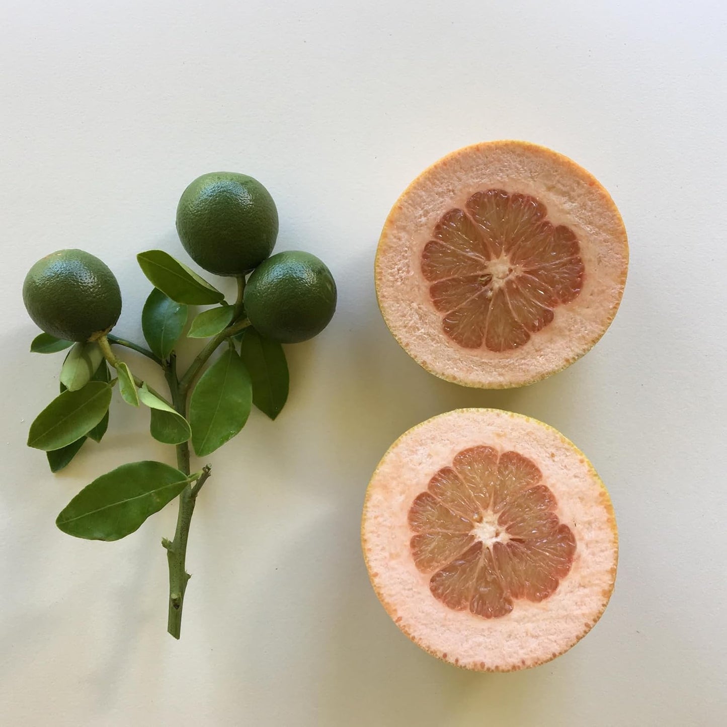 Murchison-Hume Heirloom Dish Soap – Eco-Friendly, Sulfate-Free, Plant-Based Liquid Dish Soap, & Non-Toxic, Gentle on Hands, Cuts Grease – 17oz Bottle (2 Pack) Australian White Grapefruit