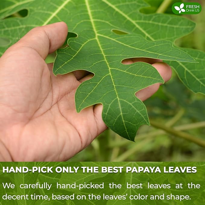 FreshDrinkUS, Premium 135 Papaya Leaf Tea Bags, 100% Natural & Pure from Papaya Leaves. Loose Leaf Papaya Herbal Tea. Made with Natural Material Tea Bags. No Sugar, No Caffeine, No Gluten, Vegan.