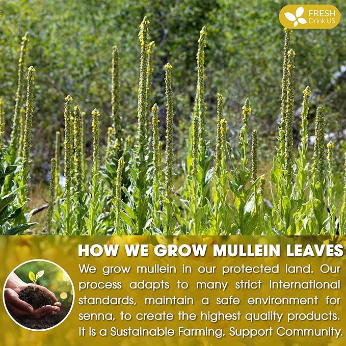 FreshDrinkUS, Premium 40 Mullein Leaf Tea For Lungs, Great Lung Detox For Smokers, Handmade, 100% Natural & Pure, No Sugar, No Caffeine, No Gluten, Vegan