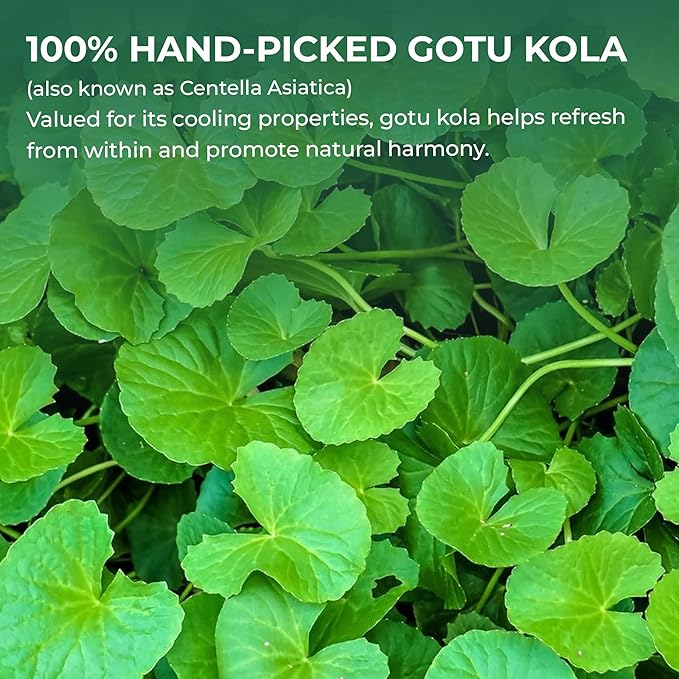 Centella Asiatica Powder (Gotu Kola) - 10.58 oz, Herbal Tea for Cooling & Refreshing, Supports Skin & Wellness, Freeze-Dried & Finely Ground, No Additives, No Caffeine, Gluten Free
