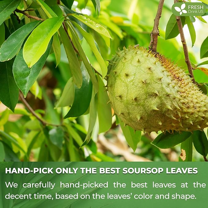 FreshDrinkUS, Premium 15 Soursop Graviola Leaf Tea Bags, 100% Natural & Pure from Soursop Leaves, Hoja Guanabana Herbal Tea. Made with Natural Material Tea Bags. No Sugar, No Caffeine, Vegan.